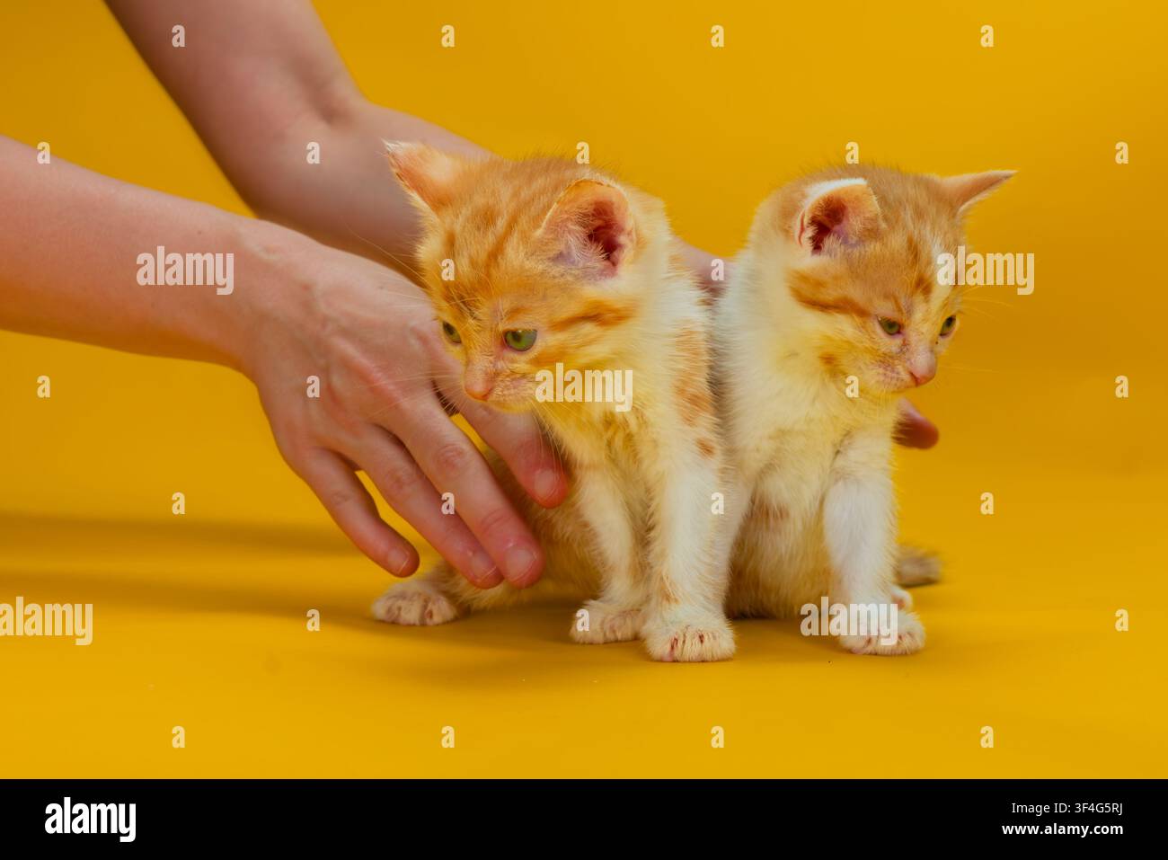 2 male ginger and white tabby kittens Stock Photo