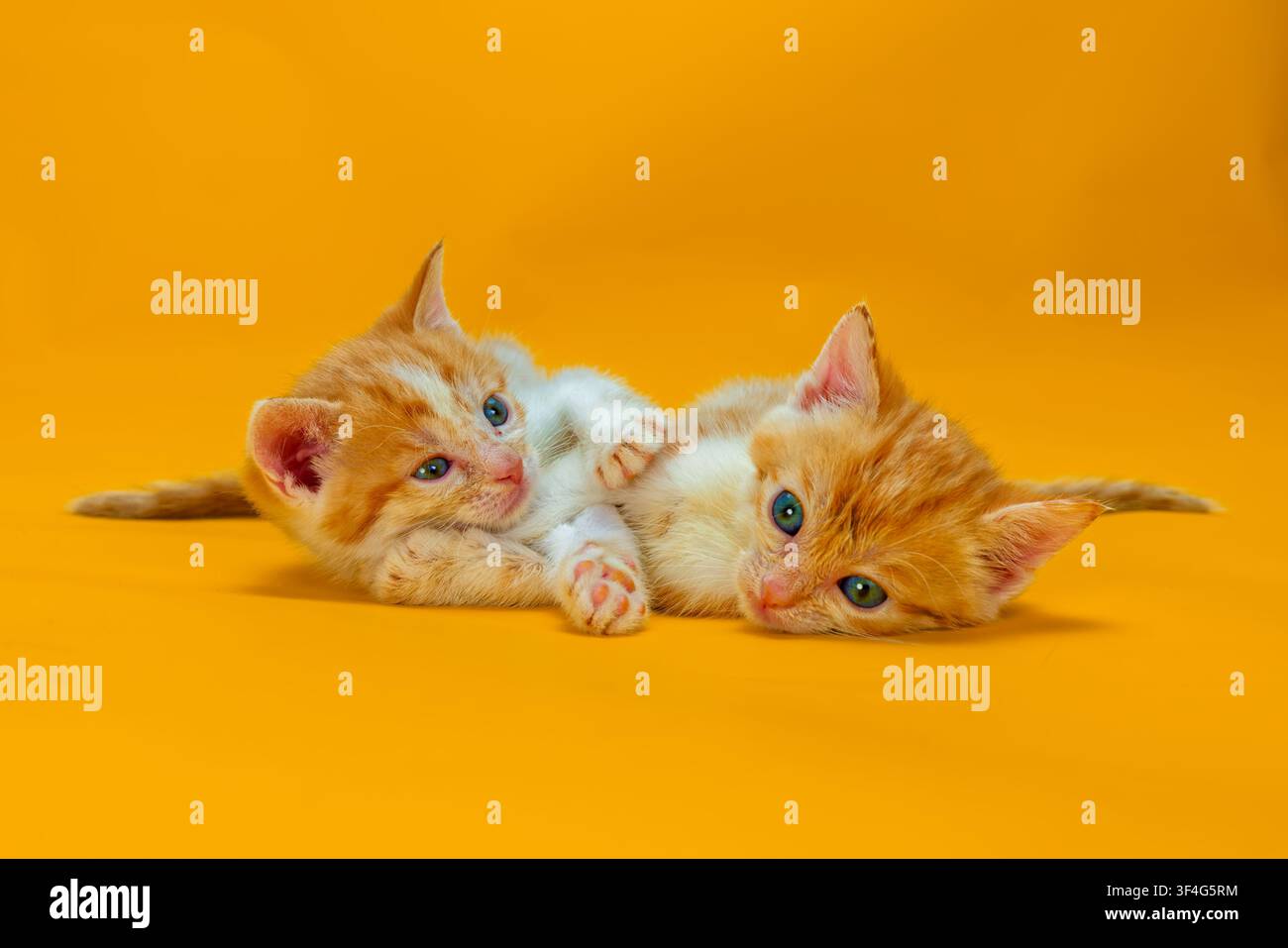 2 male ginger and white tabby kittens Stock Photo
