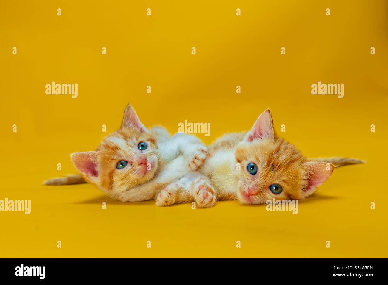 2 male ginger and white tabby kittens Stock Photo