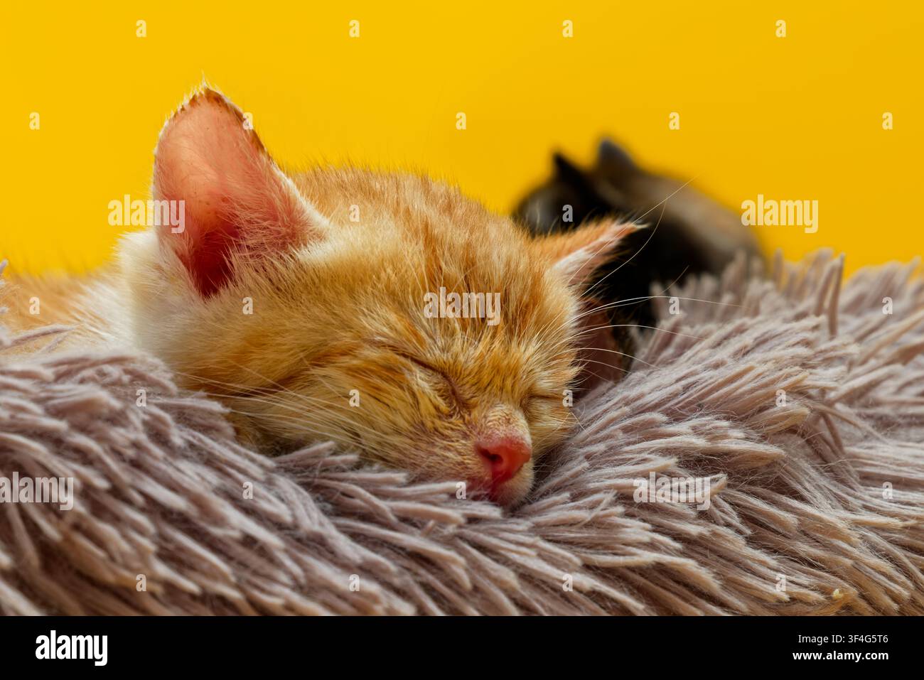 Cute sleeping ginger tabby kitten on a fluffy blanket Stock Photo