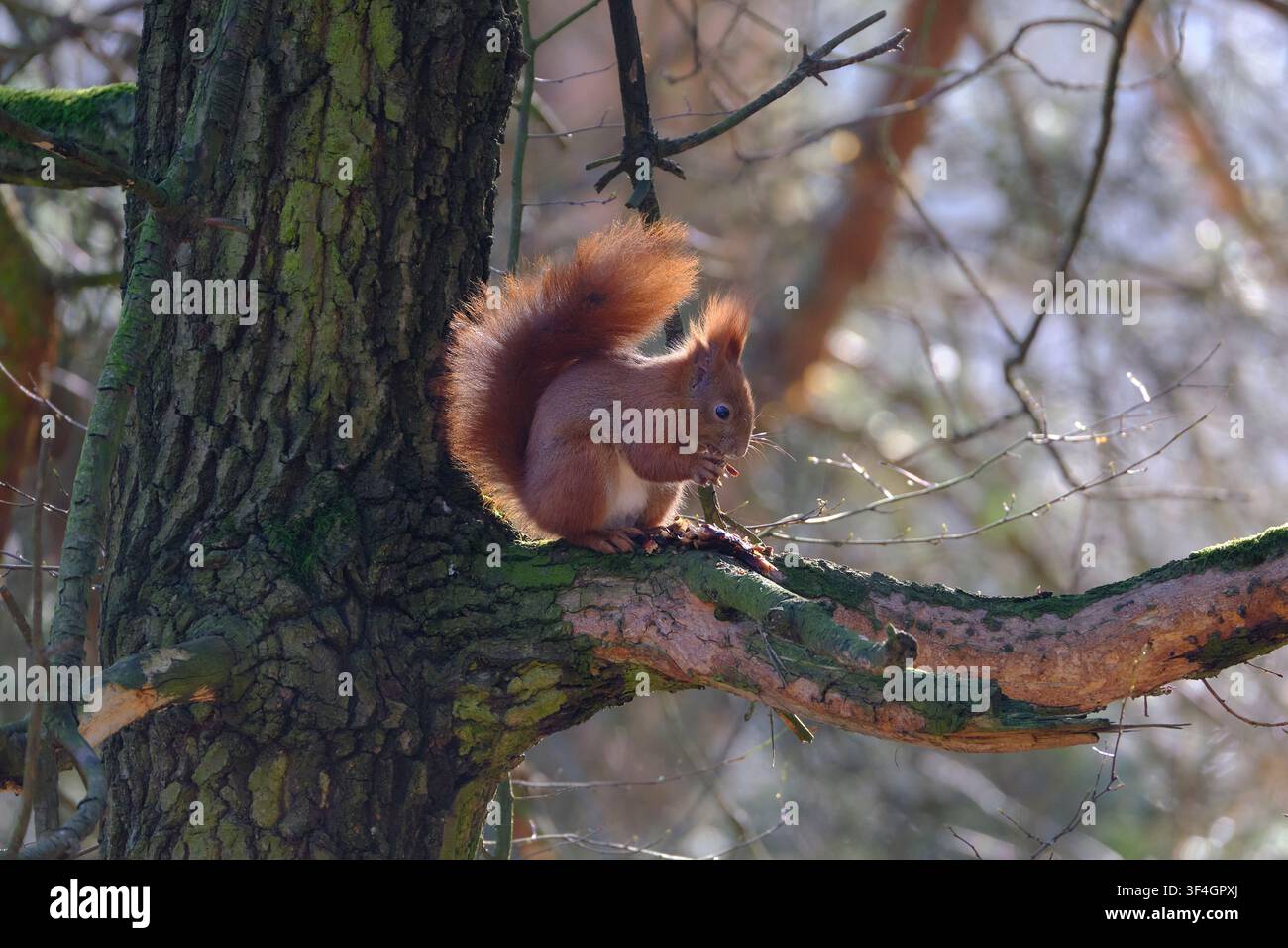 Red squirrel (Sciurus vulgaris) feeding on seeds from a conifer cone while sitting on a branch, backlit by early spring sunlight in Poznan, Poland. Stock Photo