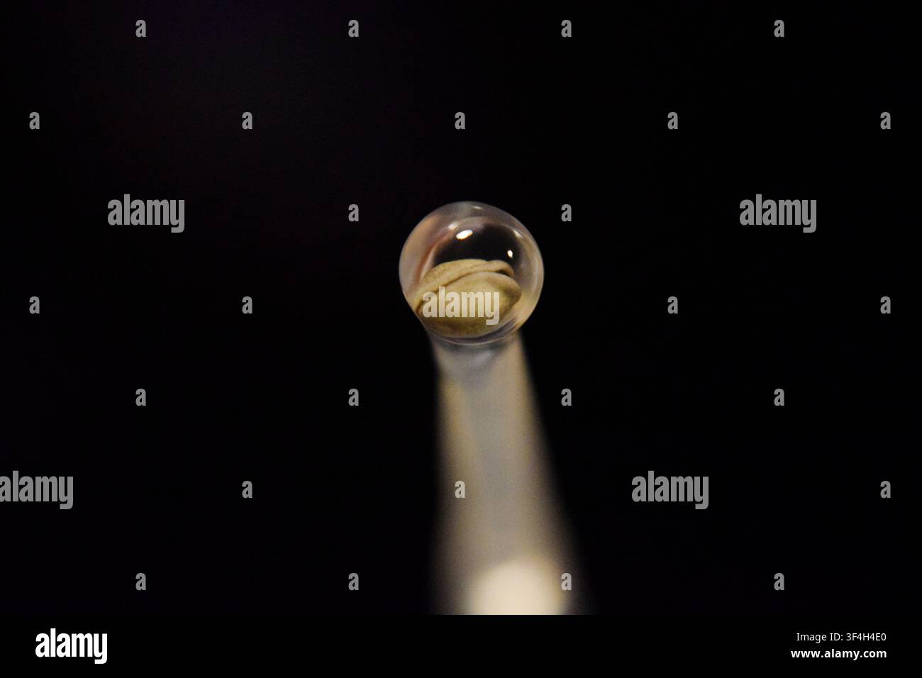 Macrophotograph of an axolotl (Ambystoma mexicanum) embryo during the