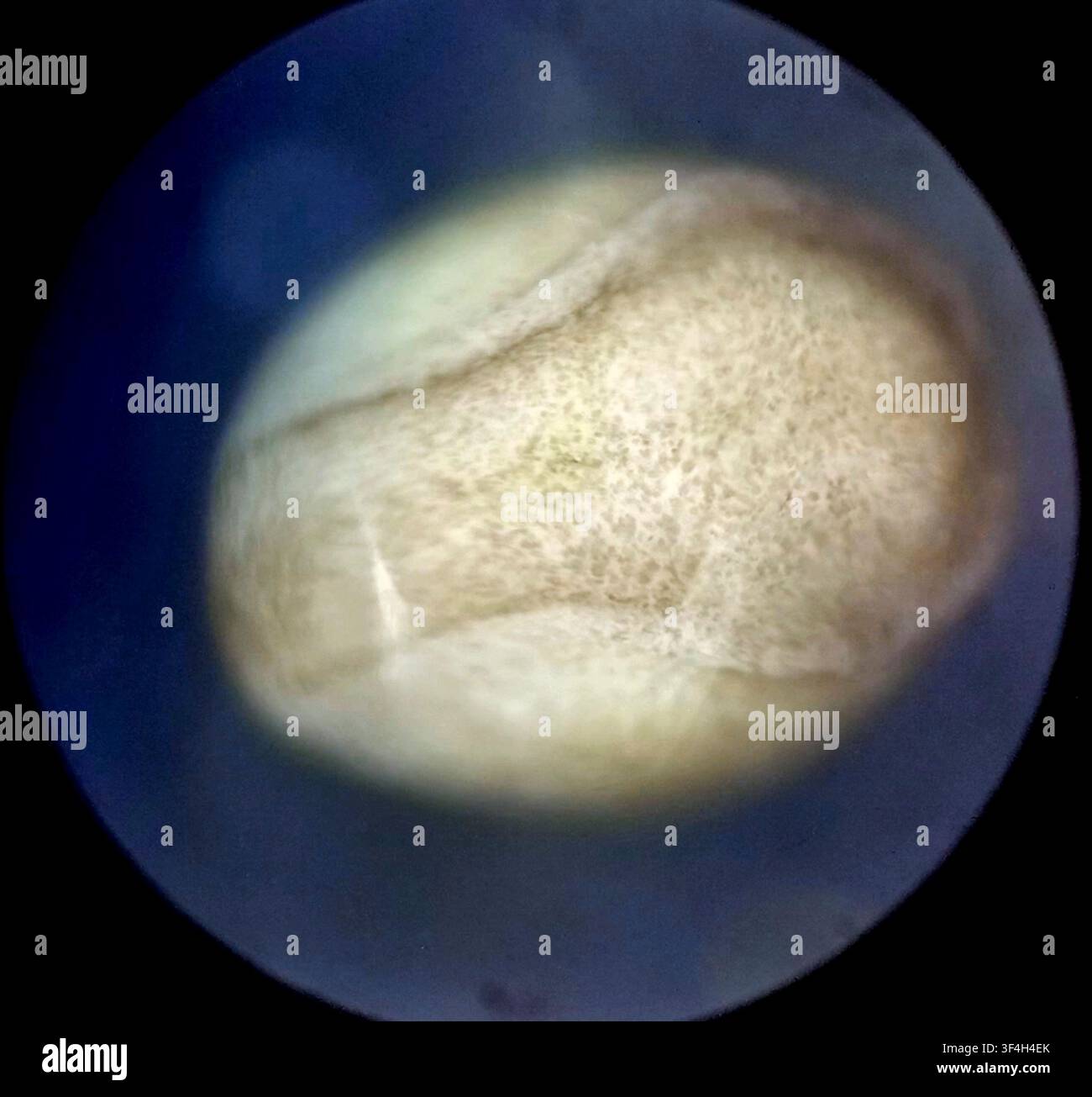 light-micrograph-of-an-axolotl-ambystoma-mexicanum-embryo-at-the