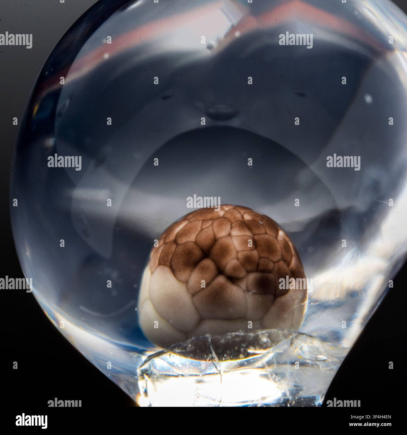 macrophotograph-of-an-axolotl-ambystoma-mexicanum-embryo-during-the