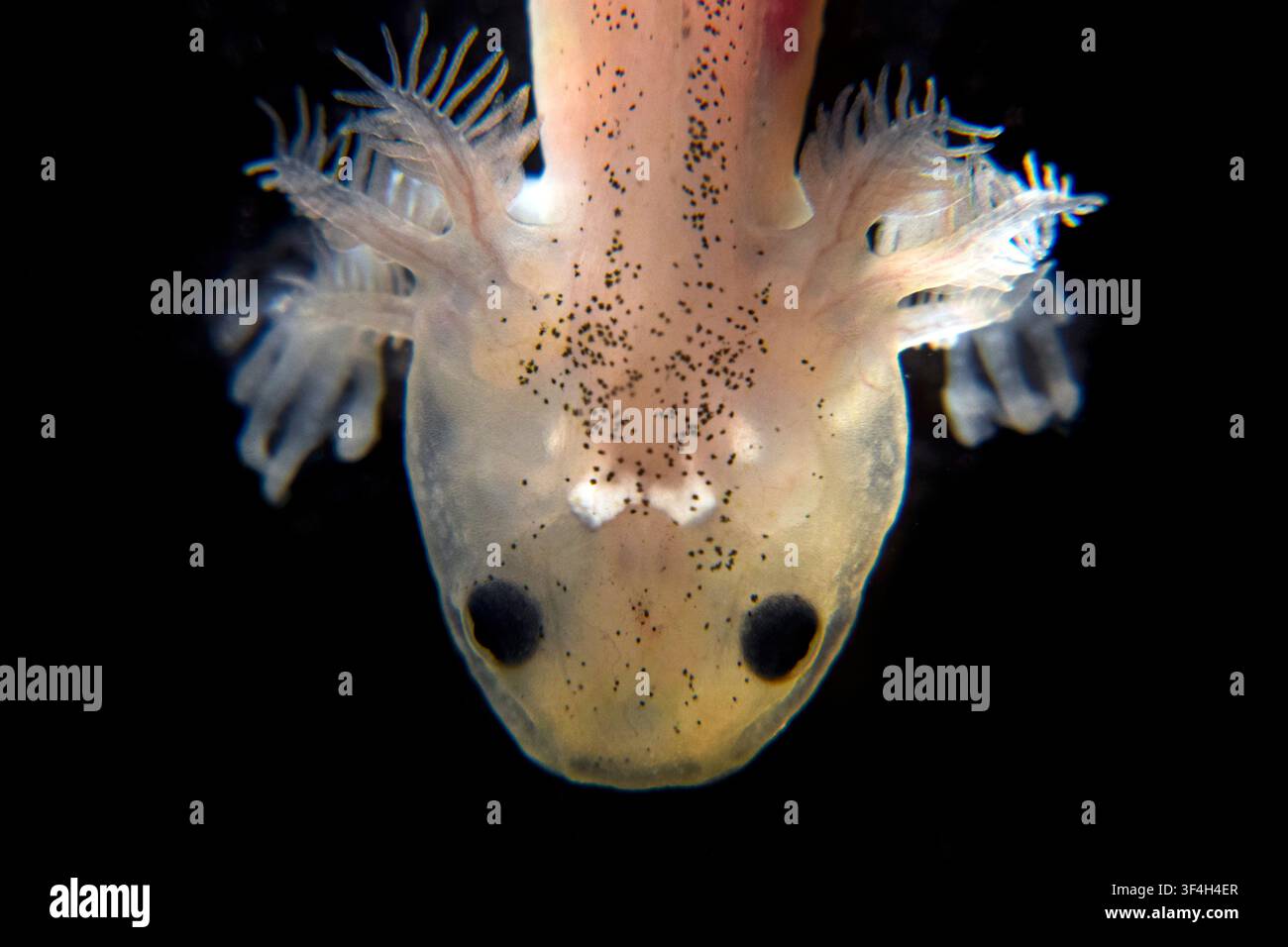 Macrophotograph of the head of a two week old axolotl (Ambystoma