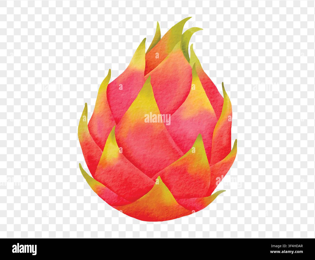 Watercolor pink dragon fruit, tropical exotic fruit element vector. Stock Vector