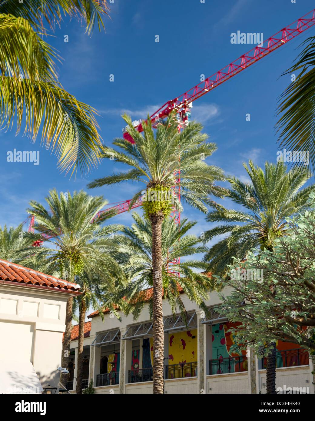 Construction Crane Rising Above Palm Tree Lined Street Stock Photo