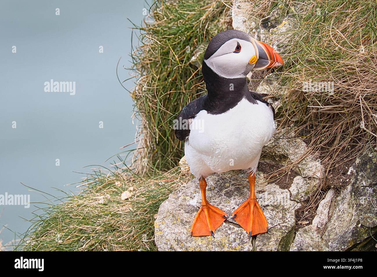 Puffin Stock Photo