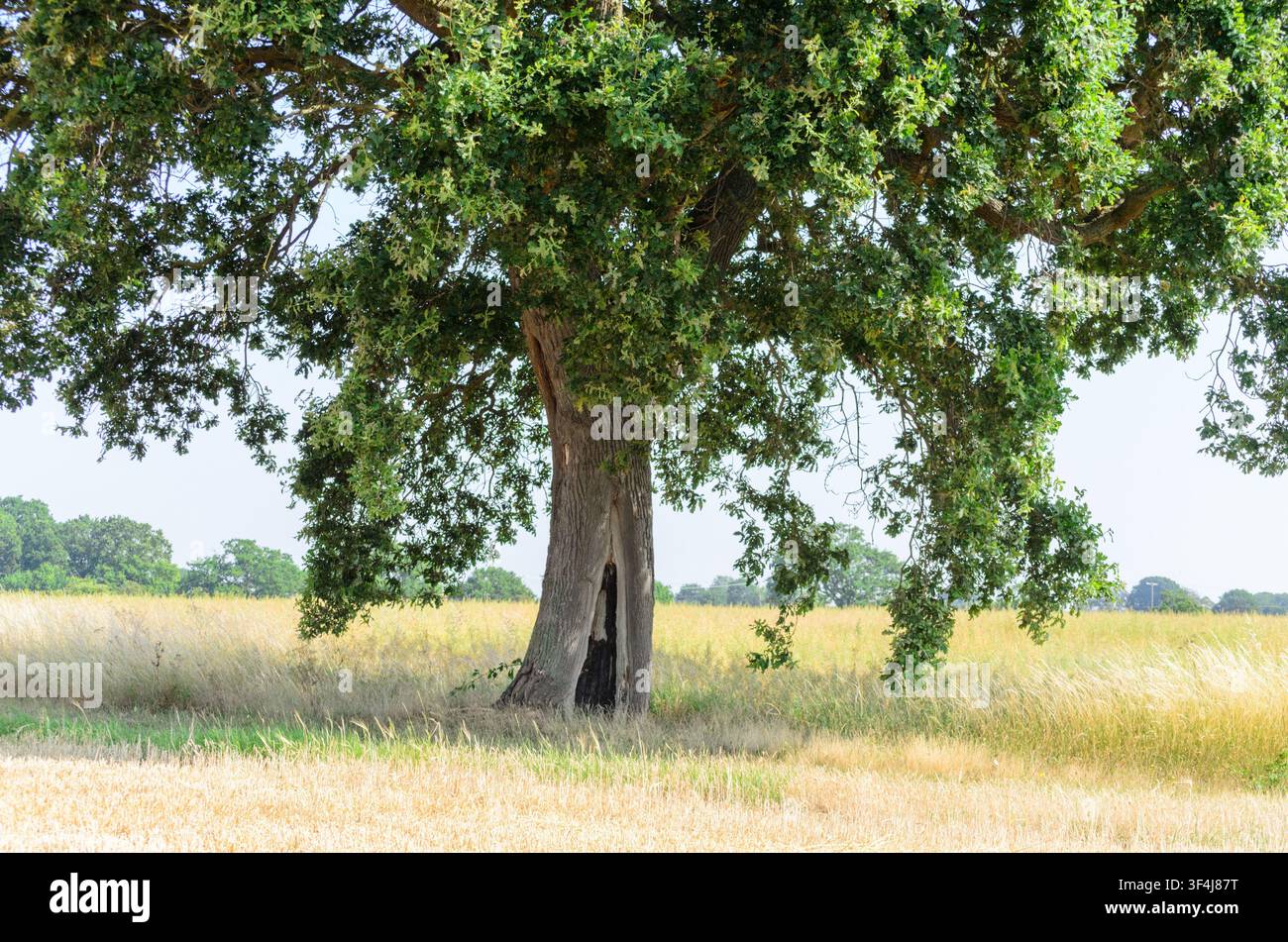 A large tree trunk with a hollowed-out base in full leaf uk Stock Photo