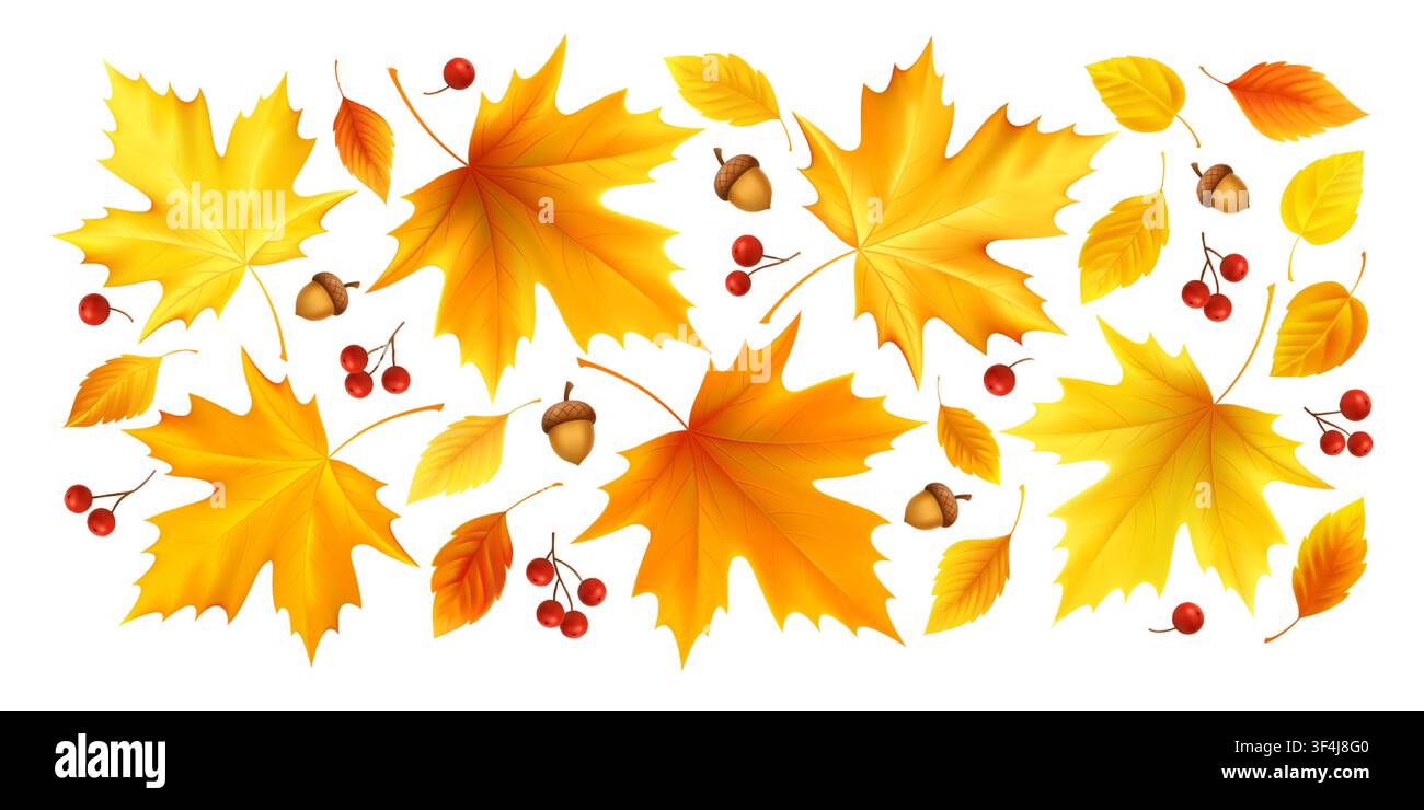 Fall leaf set vector on white background with maple leaves, small foliage, red berries, and acorns. Warm yellow and orange autumn elements create a Stock Vector