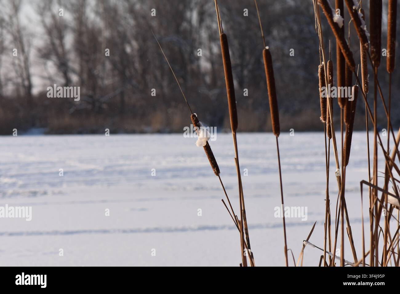 Dry reeds on frozen river covered with snow Stock Photo