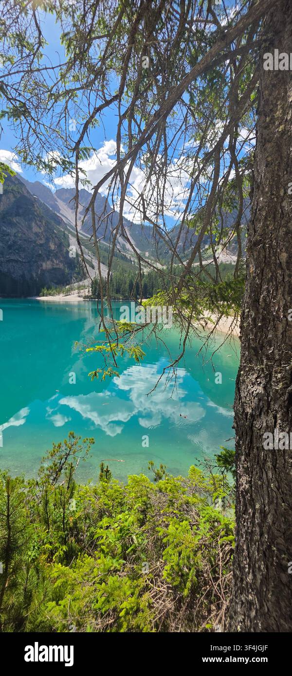 A view of Lake Braies from amongst the pine trees that surround it, with a lovely contrast between the greens and turquoises, Dolomites - Smartphone Captured Stock Image