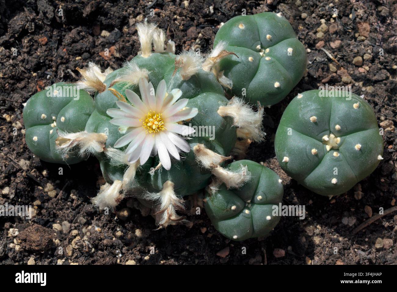 A peyote cactus in flower. Stock Photo