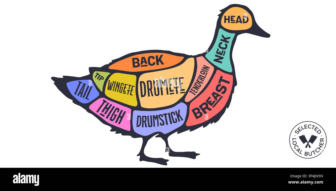 Duck, poultry, hand-drawn butcher cuts Stock Vector