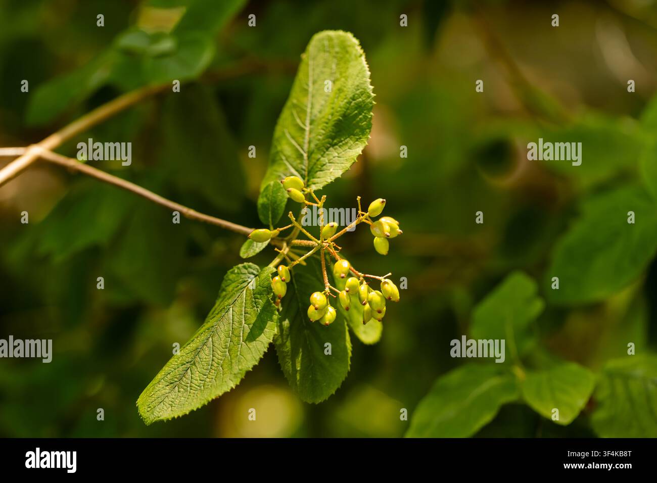 Close-up of young maple seeds and fresh green leaves growing on a tree branch. Stock Photo