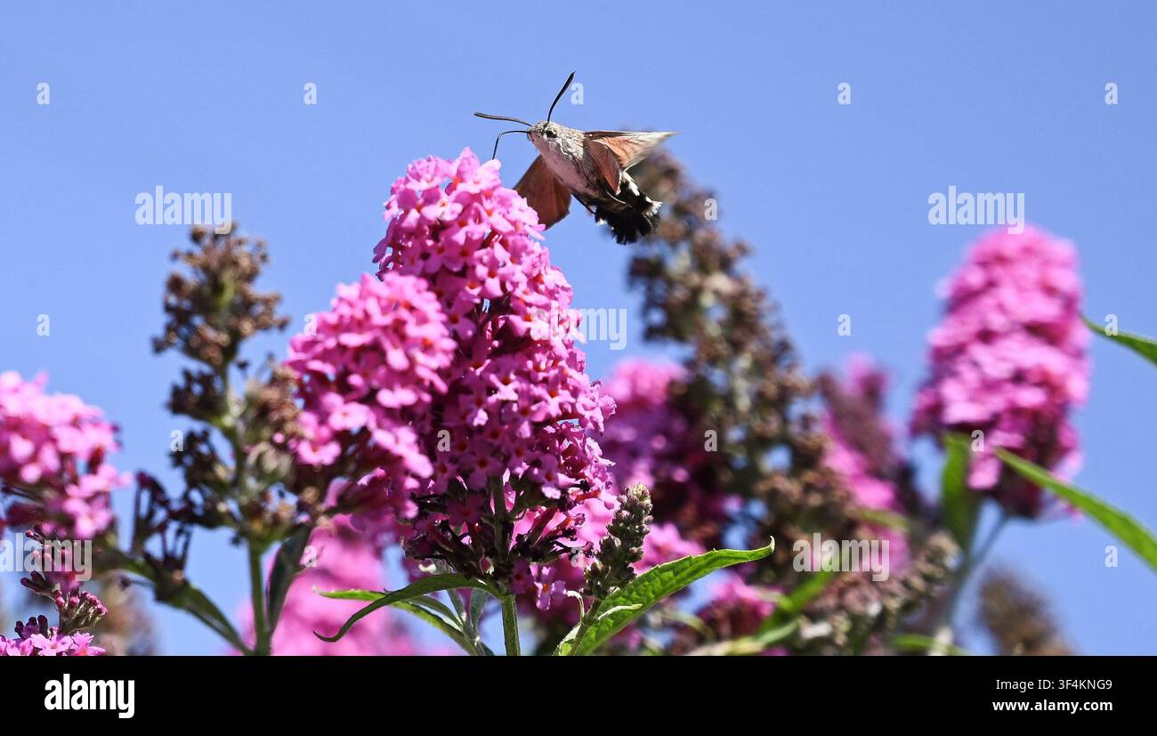 hummingbird-hawk-moths-2026-hi-res-stock-photography-and-images-alamy