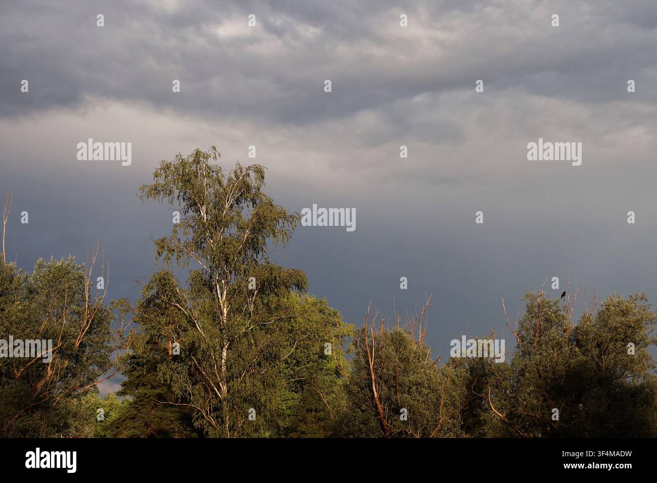 Dark Storm Clouds Gathering Over Forest Landscape Before Summer Thunderstorm Stock Photo
