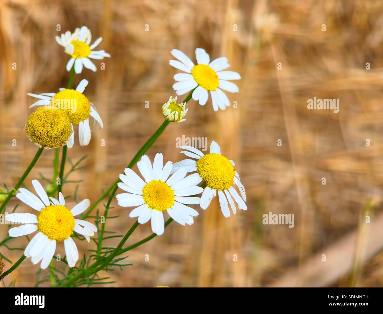 Wild chamomile flowers blooming in a sunny summer field, representing herbal medicine, natural healing, calmness and alternative therapy. - Smartphone Captured Stock Image