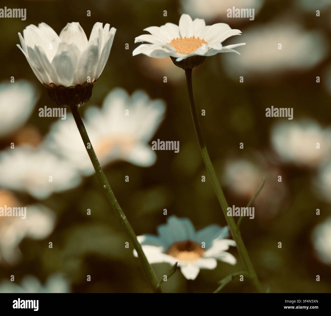 Daisies Up Stock Photo