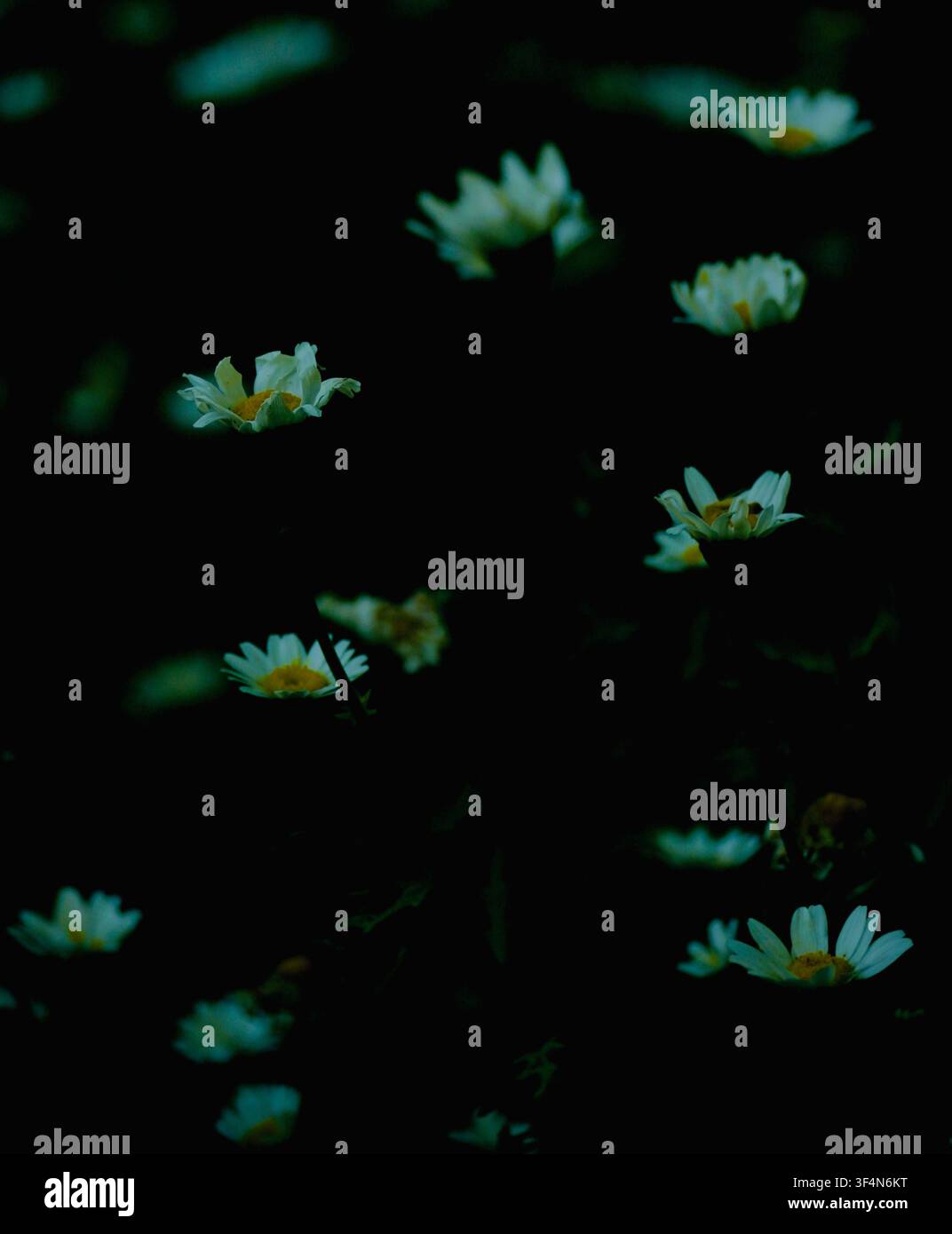 Daisies in the dark Stock Photo