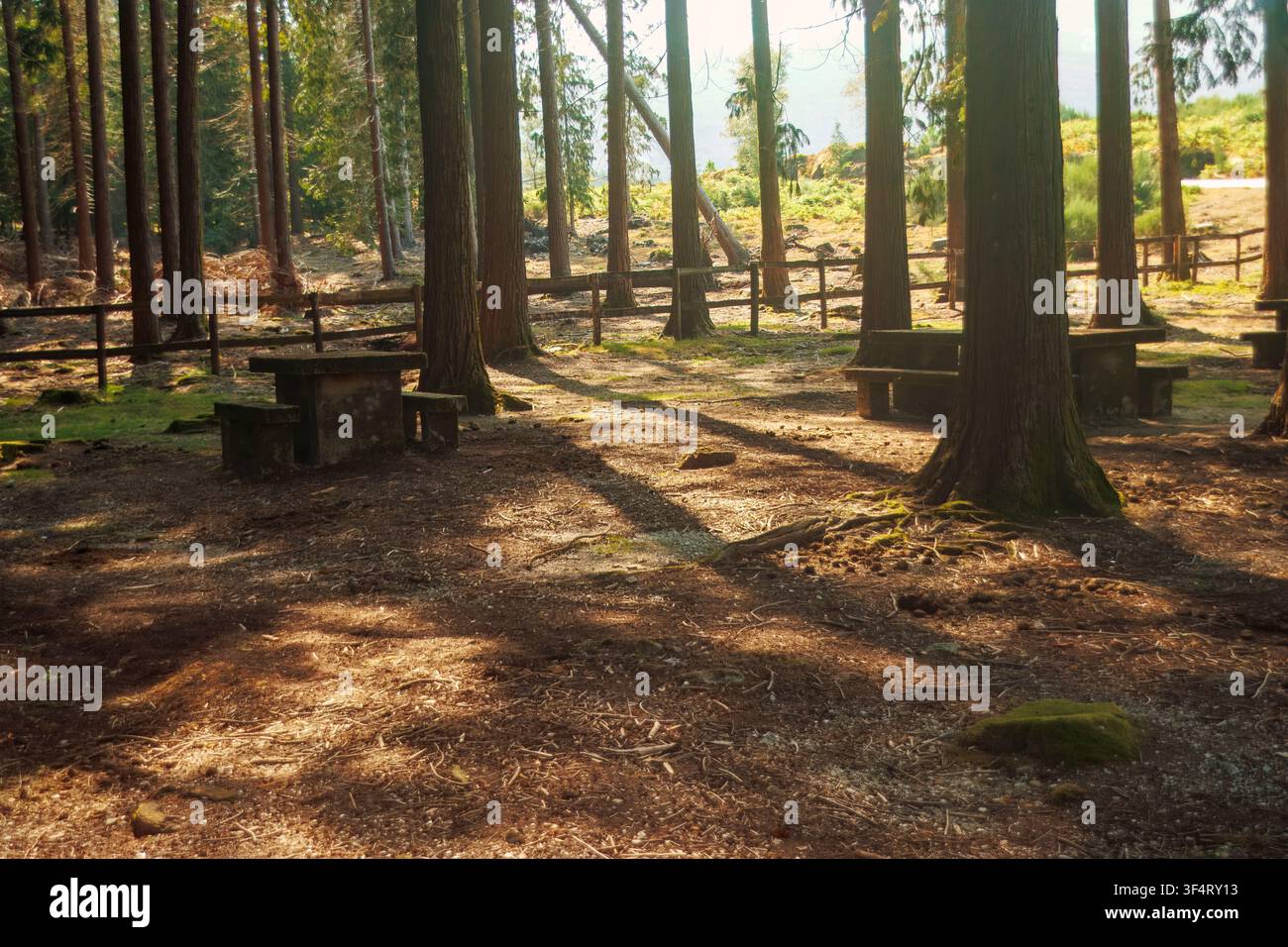 Rustic stone picnic tables inside Serradela park in Portugal with long golden sunlight shadows filtering through high trees. Stock Photo