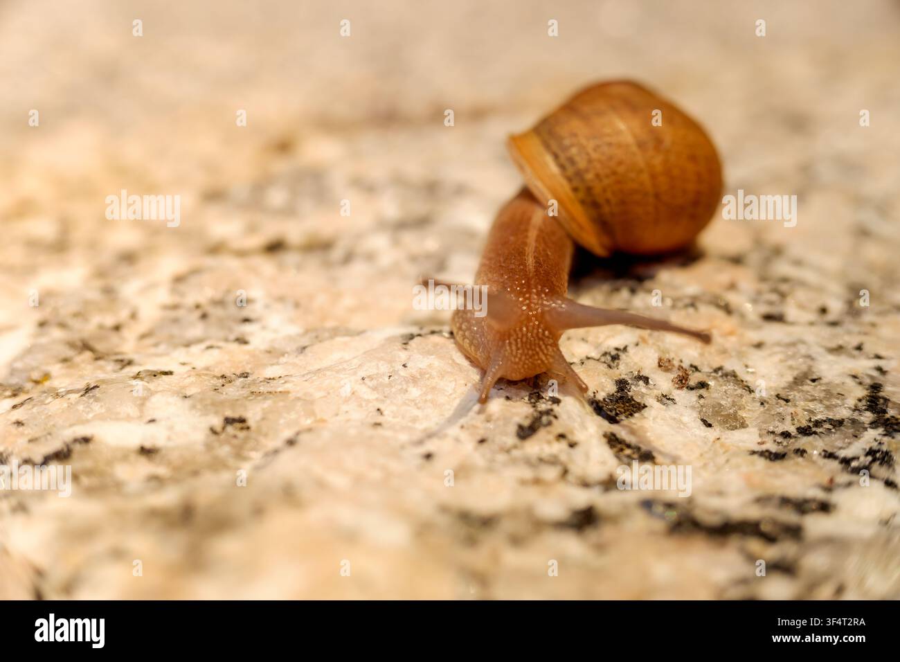 Snail slowly crawling on textured stone surface Stock Photo