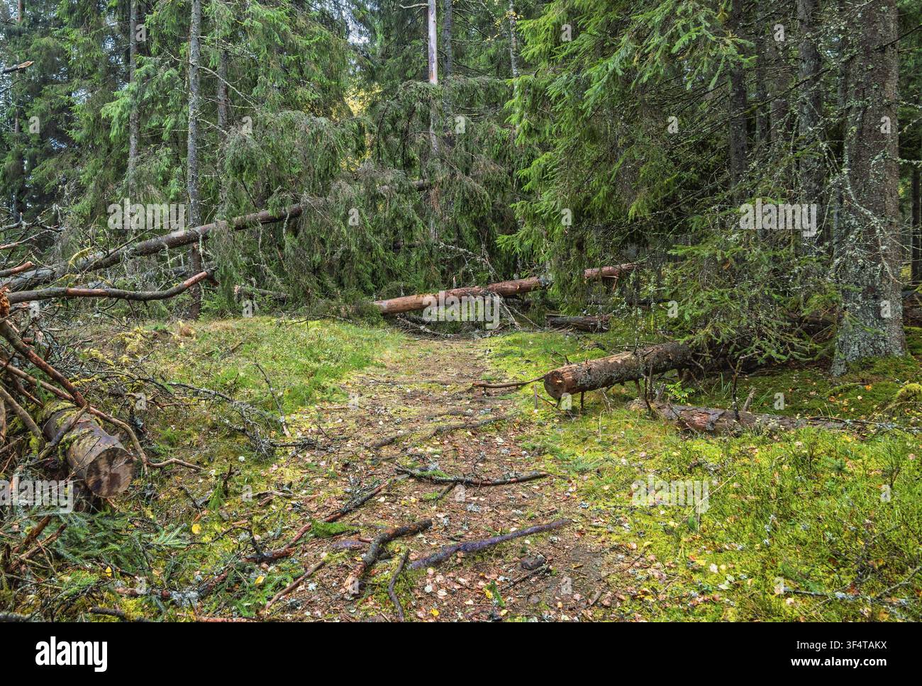 Fallen spruce trees blocking the forest path after a storm in a coniferous forest Stock Photo