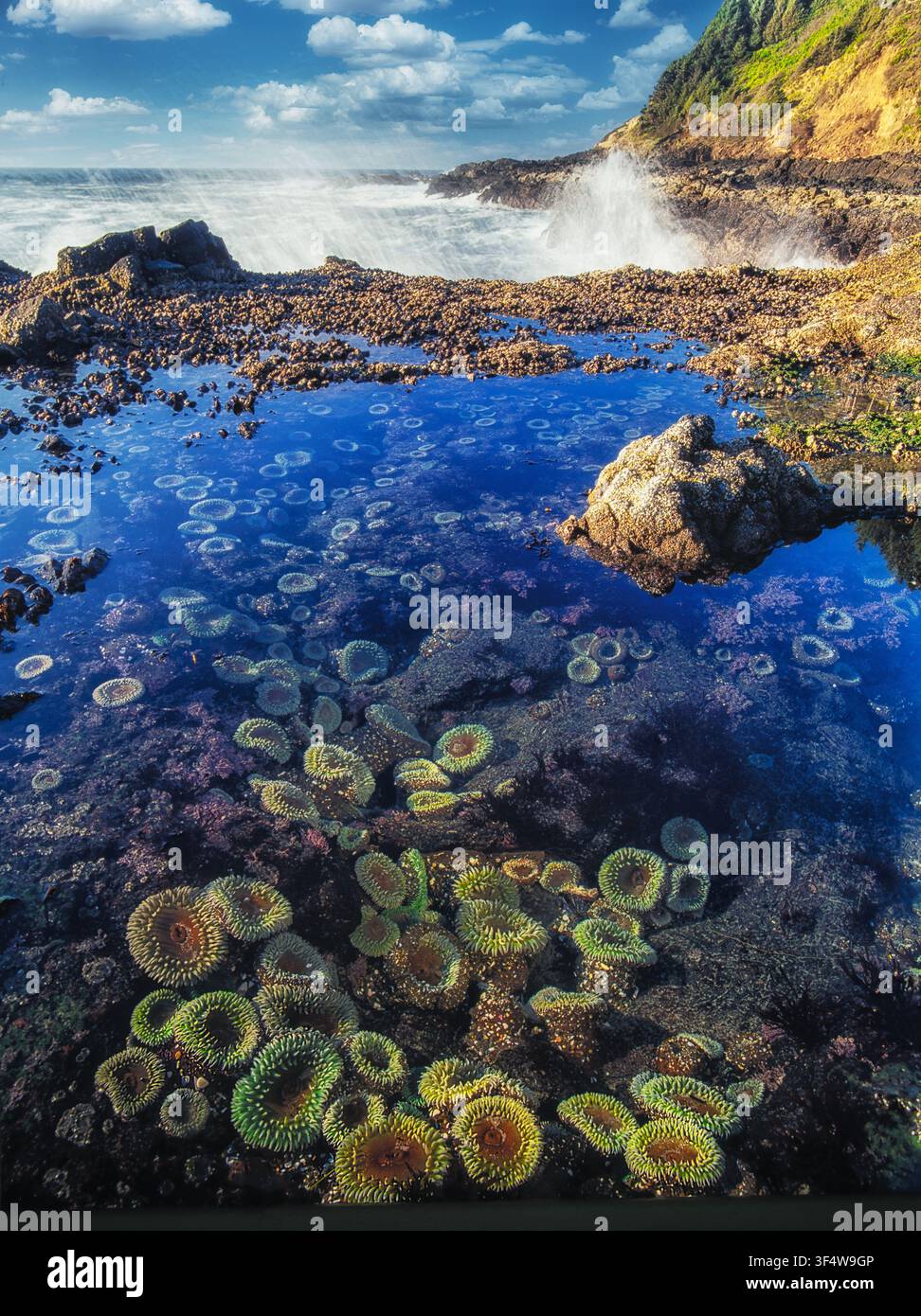 Sea anemones at Cape Perpetua, Oregon Stock Photo