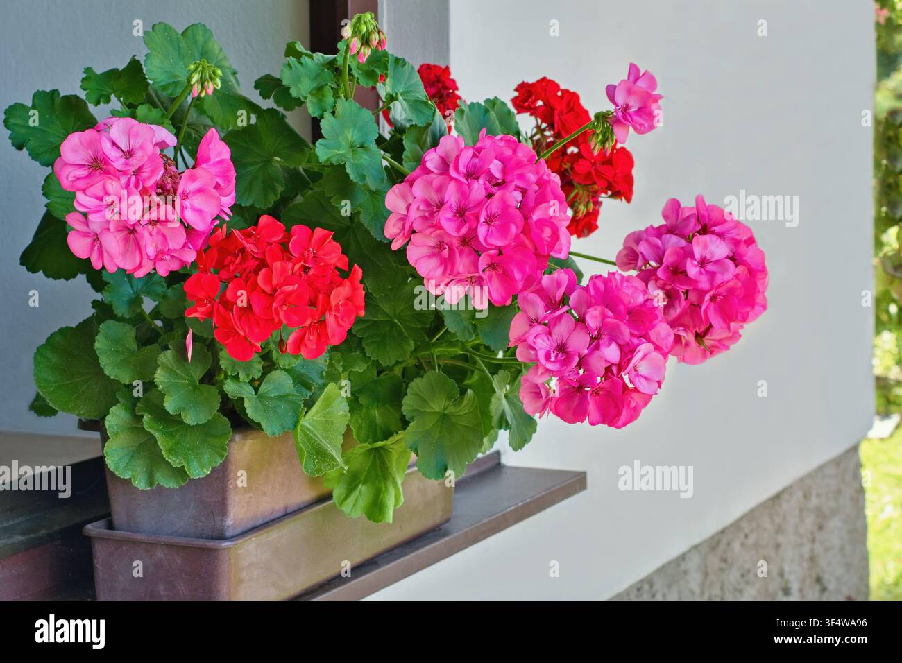 Richly blooming geranium flowers on the windows Stock Photo