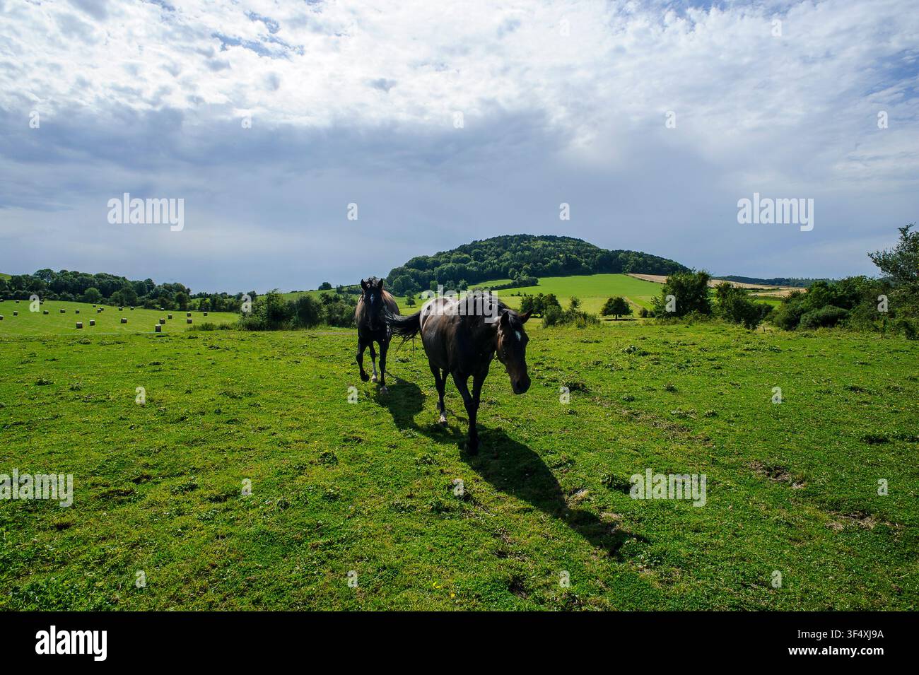 Deux chevaux s'avancent  en contre-jour dans une prairie | Two horses are walking  against the light in a meadow Stock Photo