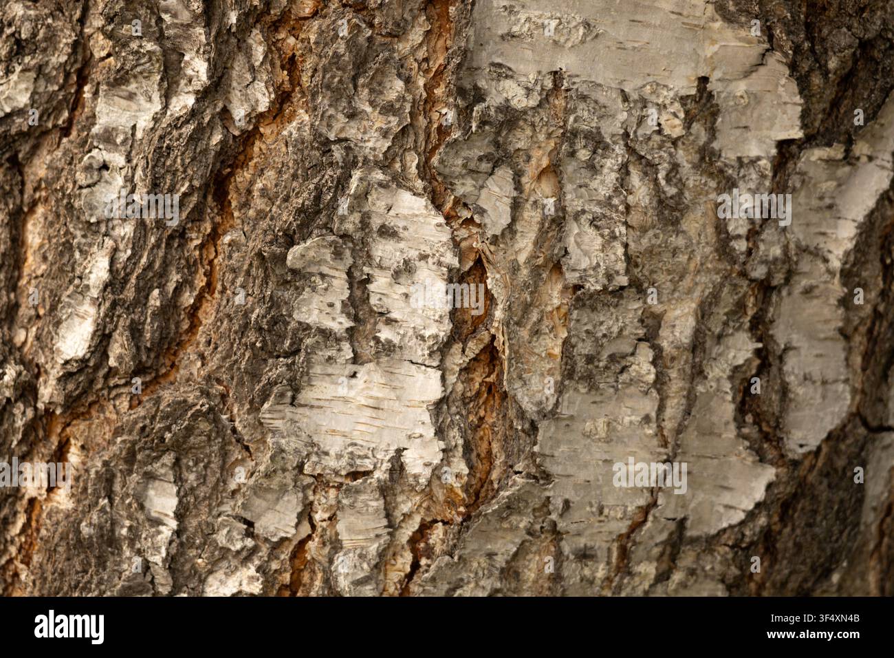 Natural tree bark texture with rugged surface and contrasting brown and grey patterns. Stock Photo
