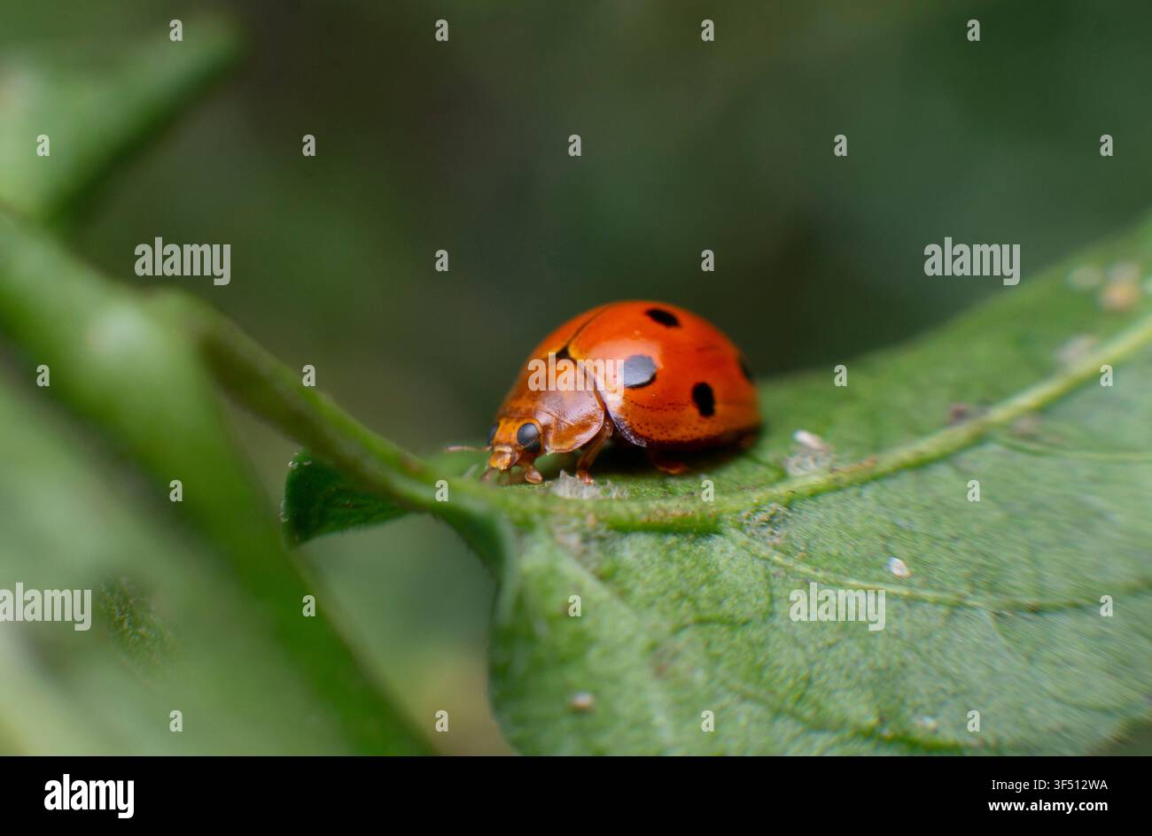 Red Ladybug on Green Leaf Macro Stock Photo