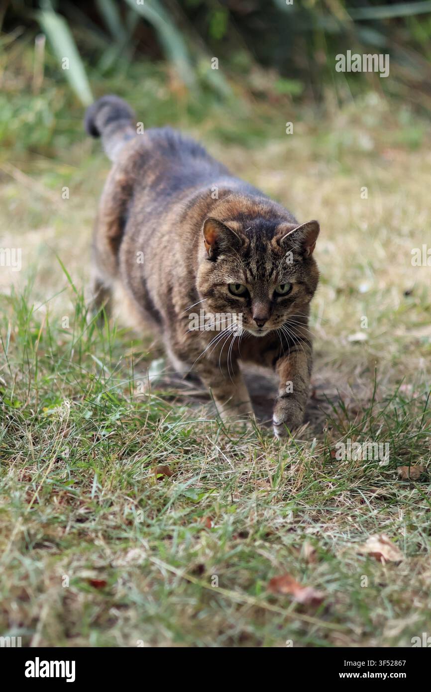 Focused Tabby Cat Walking Through Grass – Domestic Feline Outdoors in Natural Garden Setting Stock Photo