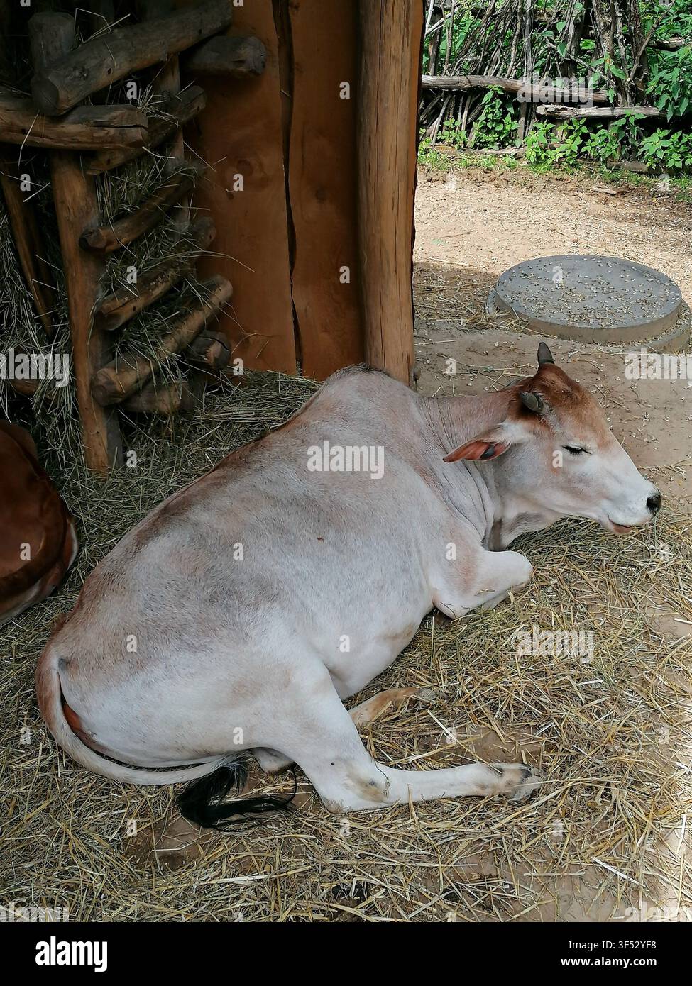 Zebu cow or dwarf cattle breed with hump resting on straw in a wooden stable enclosure - Smartphone Captured Stock Image