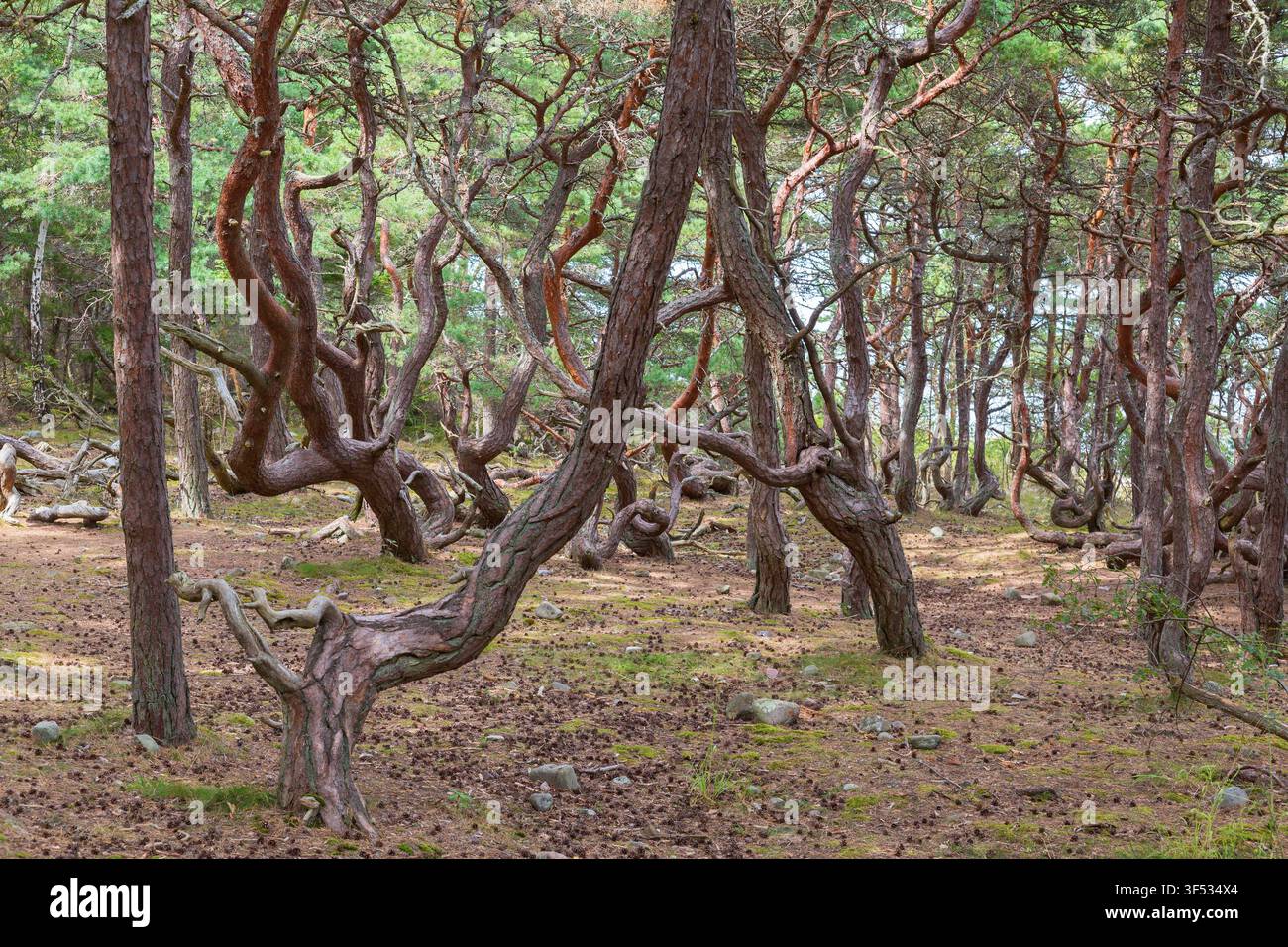 Old gnarled pine trees in a primeval forest Stock Photo