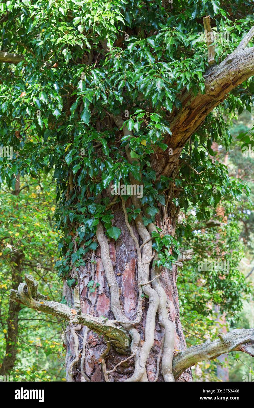 Ivy growing on a tree trunk in a forest Stock Photo