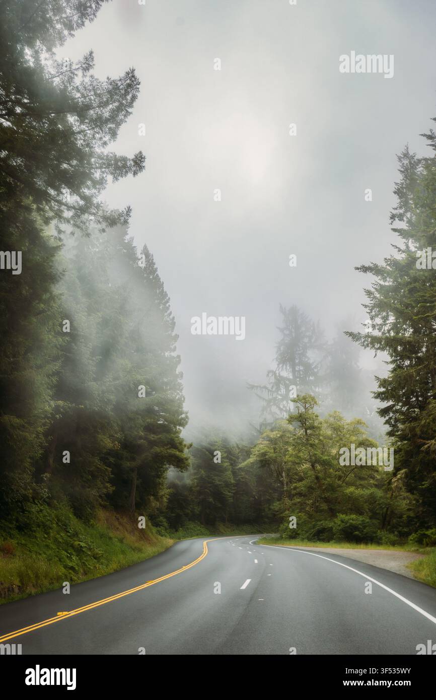 Empty winding road through a foggy forest Stock Photo
