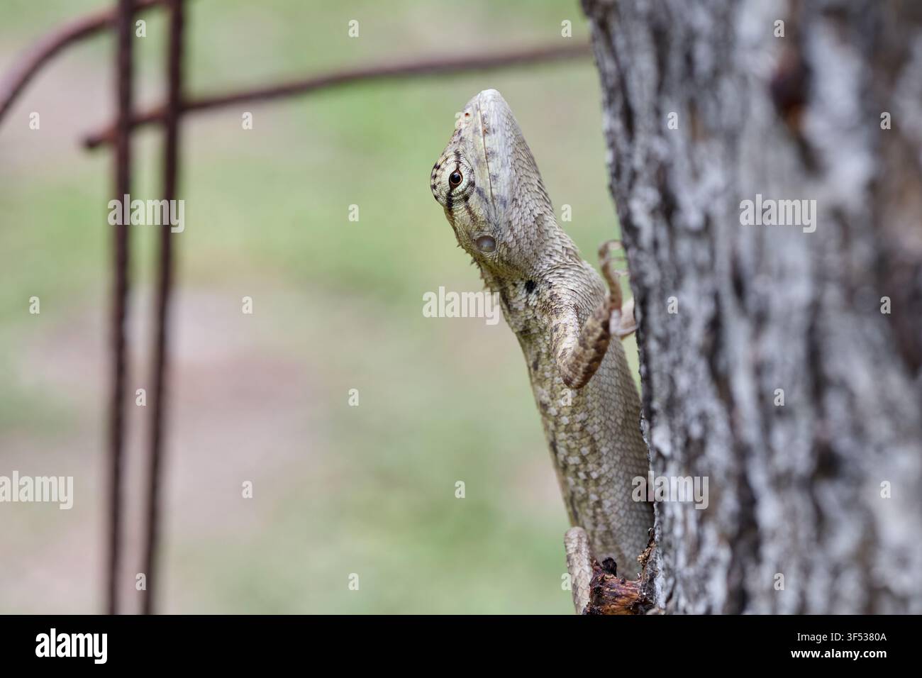 Oriental Garden Lizard Climbing on Tree Trunk Stock Photo