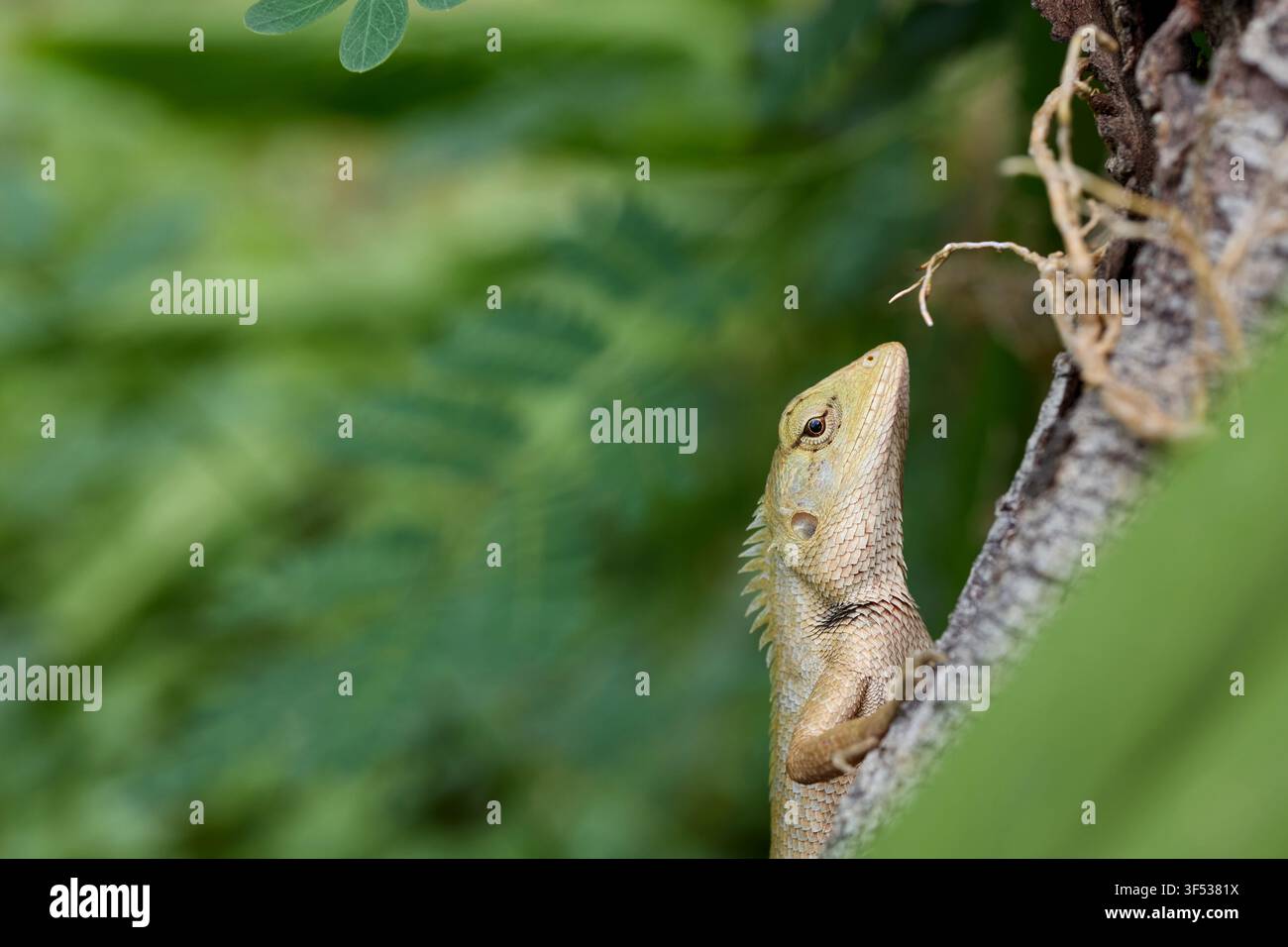 Oriental Garden Lizard Climbing on Tree Trunk Stock Photo