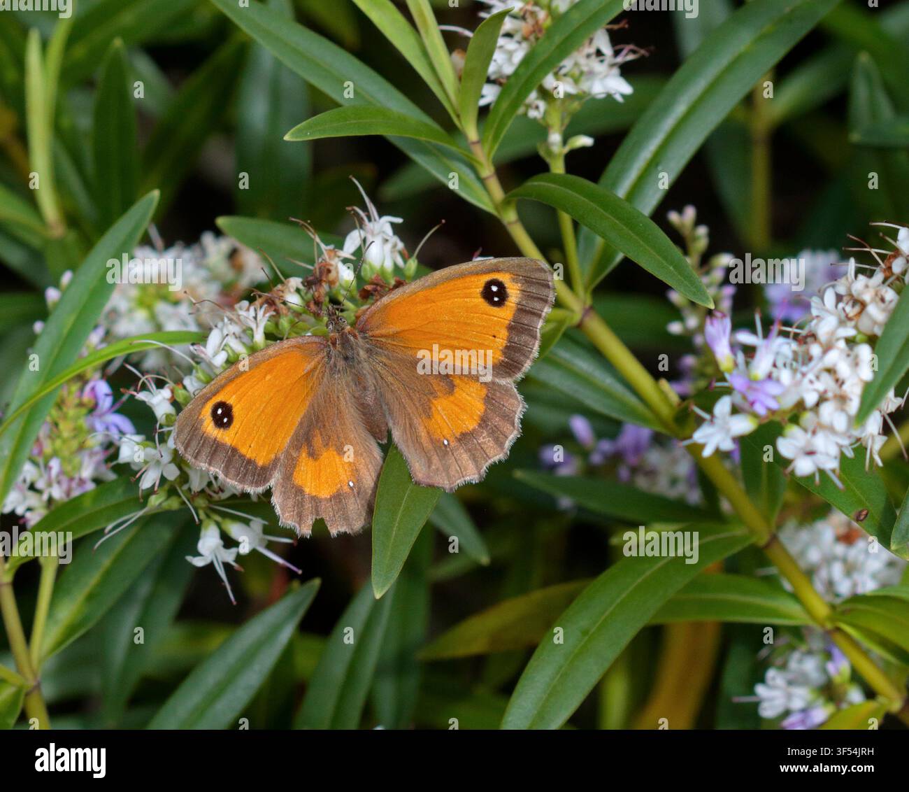 Gatekeeper Butterfly (pyronia tithonus) Stock Photo