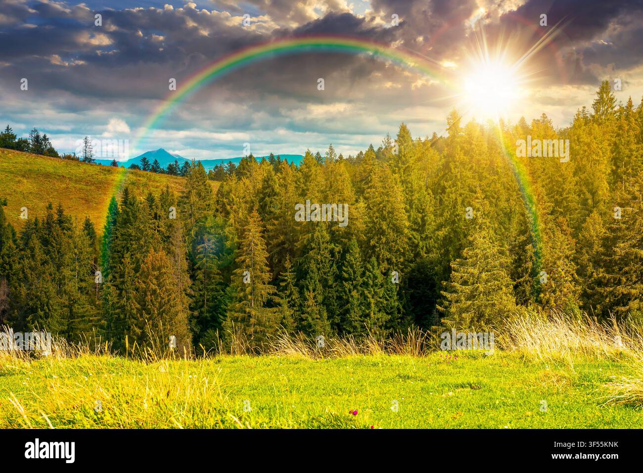 sunset over nature scenery with coniferous forest in mountain. carpathian landscape with spruce woodland on the hill. ukraine nature background in ear Stock Photo