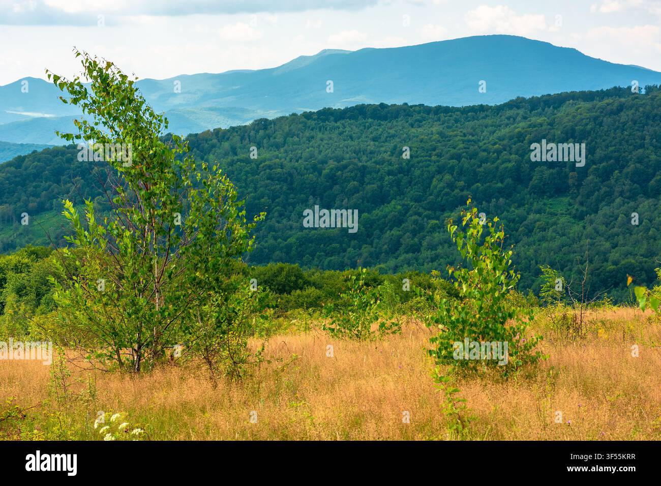 tree on a field in mountain landscape. green countryside of ukraine in summer. cloudy weather. carpathian landscape in dappled light. amazing carpathi Stock Photo