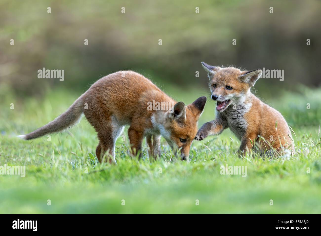 Fox Cubs; Vulpes vulpes; UK Stock Photo