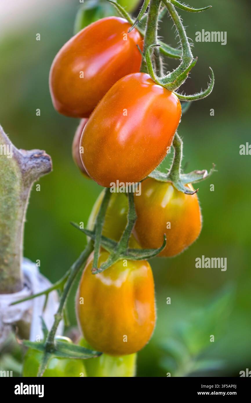 Roma tomato bunch Stock Photo