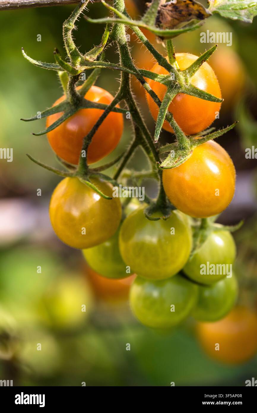 Bunch of cherry tomatoes Stock Photo