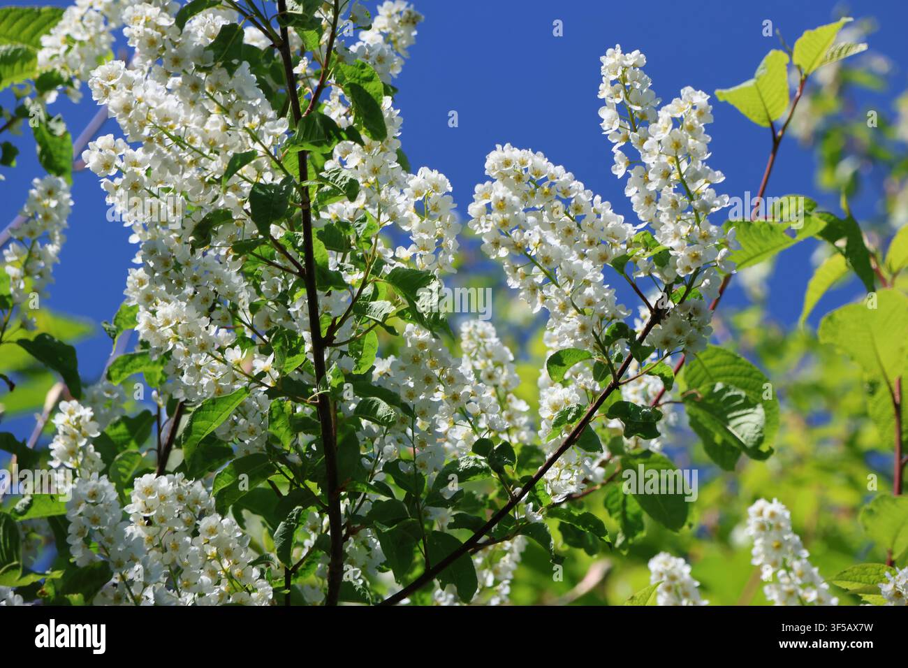 White bird cherry blossoms in spring Stock Photo