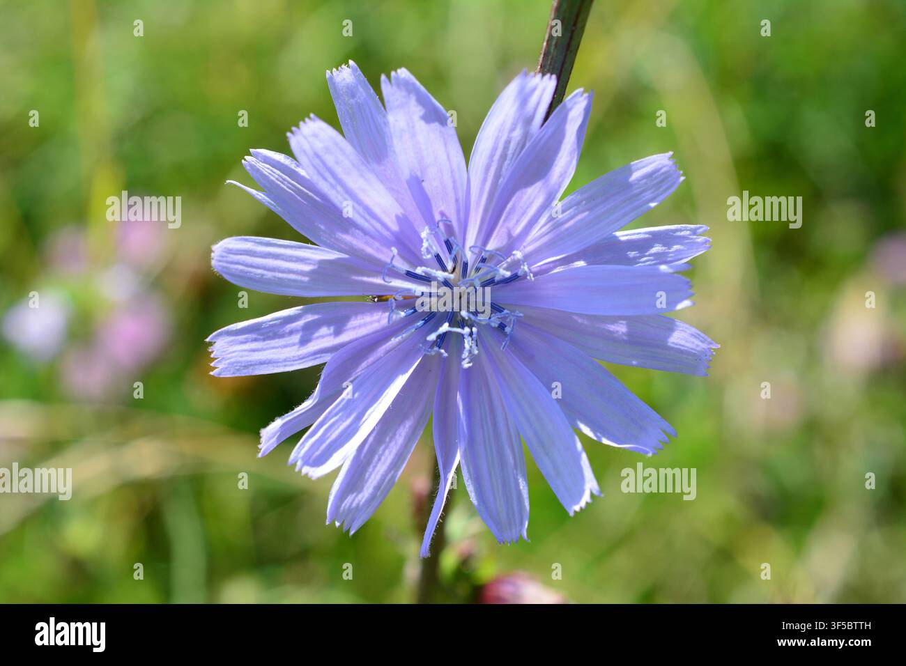 Blue Chicory Flowers Blooming in a Meadow Stock Photo