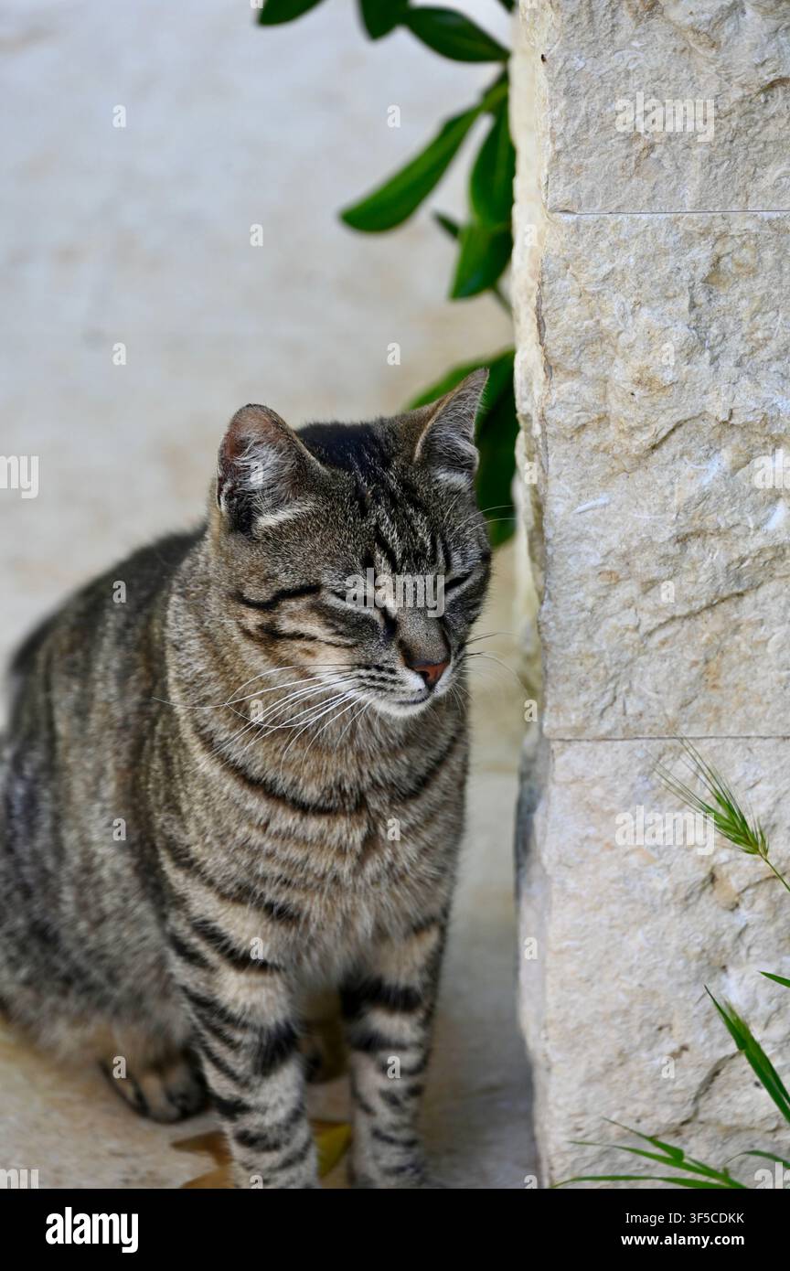A close-up shot of a cute, alert tabby cat with striking green-yellow eyes sitting gracefully outdoors next to a rustic stone wall on a bright day. Stock Photo