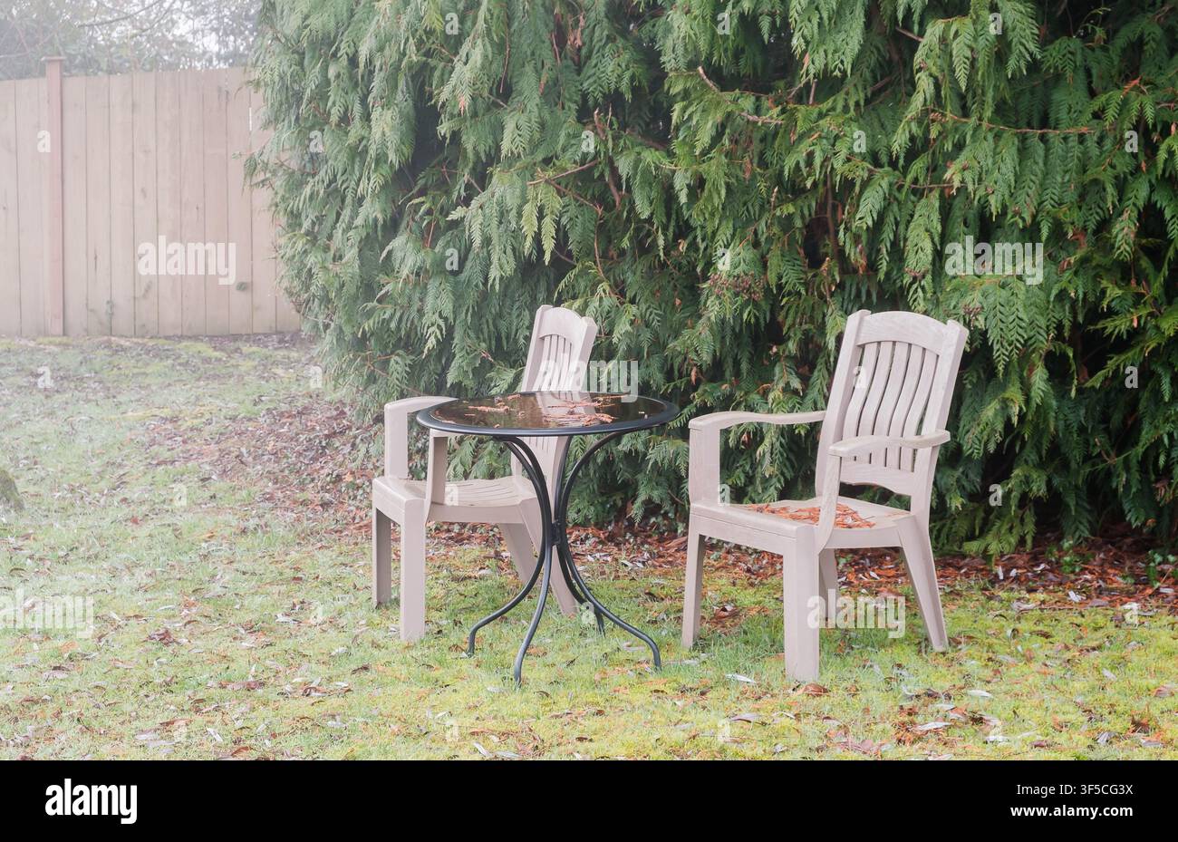 Two plastic chairs and a small table on a lawn next to a green hedge on a foggy day Stock Photo
