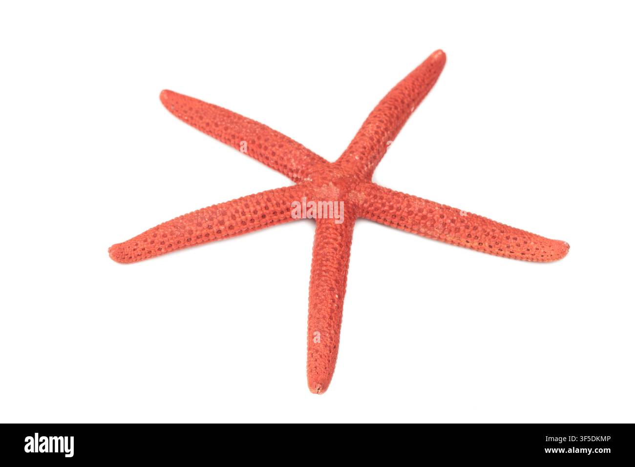 Starfish isolated on white background Stock Photo